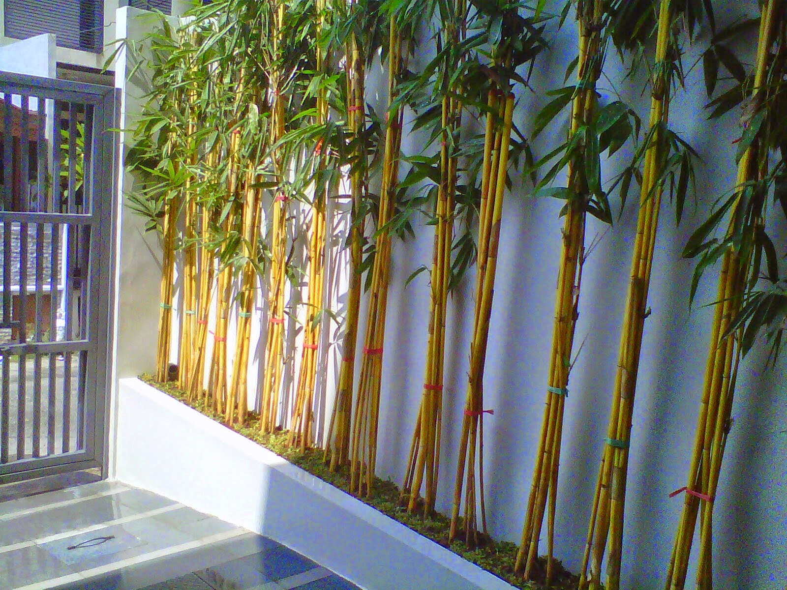 bambu Kuning