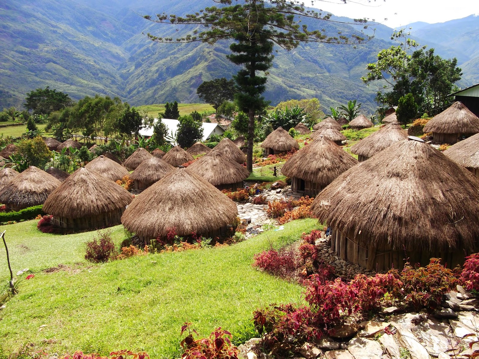 5 Nama Rumah Adat Papua Ada Yang Diatas Pohon